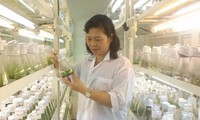 Кандидат наук Ха Тхи Тхюй проводит работу по гибридизации различных сортов плодовых деревьев
