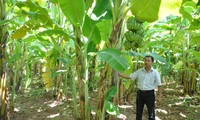 Модель выращивания бананов в провинции Шонла способствует выходу местных жителей из бедности