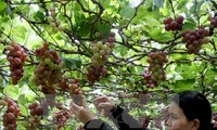 Крестьяне провинции Ниньтхуан выращивают виноград для устойчивого развития