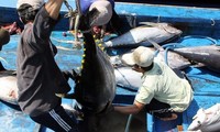 Ловля океанского тунца во Вьетнаме