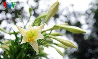 Лилия белая в цветочной деревне Тэйтыу