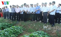 Глава ОФВ Нгуен Тхиен Нян провёл осмотр модели кооператива в провинции Тханьхоа