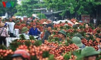 Экспорт личи и шанс на экспорт сельхозпродукции Вьетнама