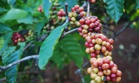 В провинции Даклак устойчиво производят кофе для строительства новой деревни