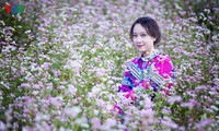 Красота цветков гречихи в горных районах Вьетнама