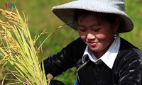 Сбор урожая риса в пограничном районе Ити