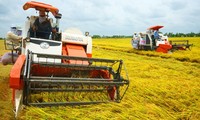 ТТП даёт возможности Вьетнаму для реструктуризации сельского хозяйства