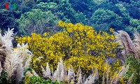 Полуостров Шонча в сезон изменения окраски листьев