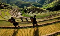 Увеличение количества урожаев риса на террасных полях Мукангчай
