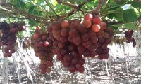 Виноградные сады в провинции Ниньтхуан