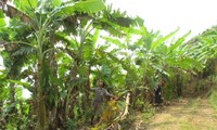 Крестьяне пограничной общины Хуойлуонг обогатились благодаря выращиванию бананов