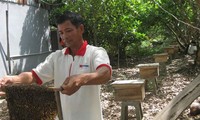 Пчеловодство помогает крестьянам обогащаться и адаптироваться к изменению климата