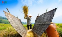 Сезон сбора урожая риса в провинции Туенкуанг