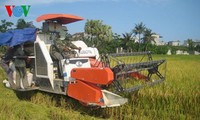 Вьетнам ускоряет процесс реструктуризации сельского хозяйства