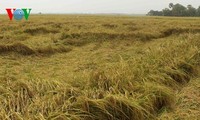 Провинция Камау концентрируется на создании бренда местного риса