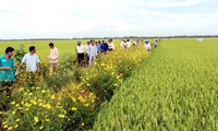 Выращивание цветов вокруг рисовых полей способствует устойчивому развитию сельского хозяйства