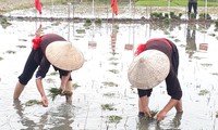 Своеобразный праздник выхода на рисовые поля в провинции Куангнинь