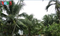 Кокосовые пальмы в провинции Бенче