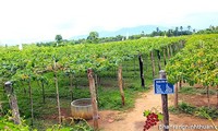 Ниньтхуан применяет модель больших полей по выращиванию винограда в сочетании с развитием туризма