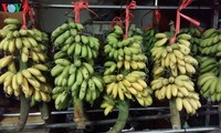 Банан «чуой-нгы» - специфическая продукция деревни Дайхоанг