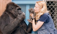 Скончалась знаменитая горилла Коко, освоившая язык жестов
