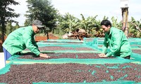 Повышение добавленной стоимости вьетнамского кофе и развитие экономики плато Тэйнгуен