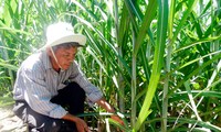Hâu Giang: des foyers agricoles d'élite