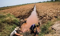 Le delta du Mékong accélère la restructuration de son agriculture