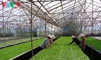 Ha Nam développe l’agriculture high tech