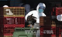 Chine: deux cas humains de grippe aviaire H7N9 signalés au Guangxi