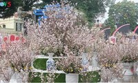Vietnam-Japon: fête des cerisiers en fleurs à Hanoi
