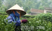 Colloque sur le thé vietnamien aux Etats-Unis