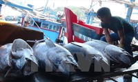  Le Vietnam et la Chine oeuvrent pour la pêche  durable dans le golfe du Bac Bô