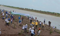Plantation de mangroves pour s’adapter au changement climatique