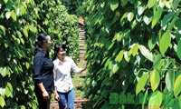 Le Vietnam ouvre son marché à terme agricole aux investisseurs étrangers 