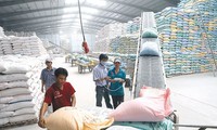 Riz : les exportations vietnamiennes vers la Malaisie ont connu une forte hausse