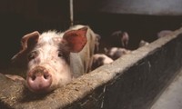 UE: la République tchèque devient le premier pays à se débarrasser de la peste porcine africaine