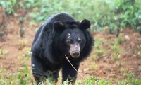 Sauvetage d’un ours noir d’Asie capturé depuis près de 30 ans