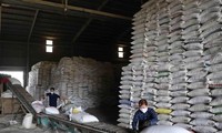 Le prix du riz vietnamien à son plus haut niveau depuis 2 ans