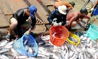 Hiệp hội cá tra Việt Nam liên kết để phát triển