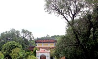 Phú Yên: Công nhận 20 cây xoài chùa Từ Quang là cây di sản Việt Nam