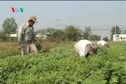 Người dân lao đao vì nông sản rớt giá
