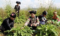 Ký kết trồng dược liệu giữa tỉnh Hà Giang và tập đoàn GFS