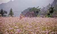 Hà Giang- mùa hoa tam giác mạch vẫy gọi