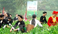 Vùng chè đặc sản Tân Cương, tỉnh Thái Nguyên, được công nhận là điểm du lịch địa phương 