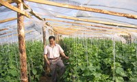 Người Việt trồng rau trên đất Nga