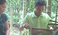 Người nuôi ong dưới tán rừng