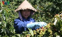 Ngày cà phê Việt Nam và phát triển ngành cà phê Việt Nam