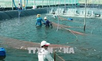 Việt Nam tích cực khắc phục "thẻ vàng" của EC đối với khai thác thủy sản 
