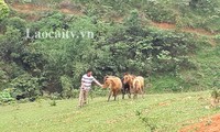 Người Dao ở bản Tùn Trên, huyện Văn Bàn, tỉnh Lào Cai, thoát nghèo qua các dự án nông nghiệp